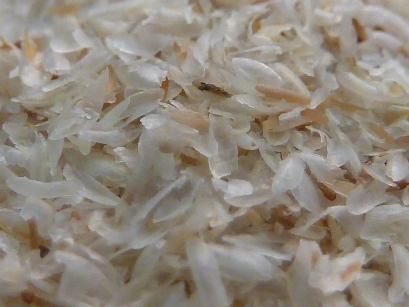 Close-up of psyllium husk